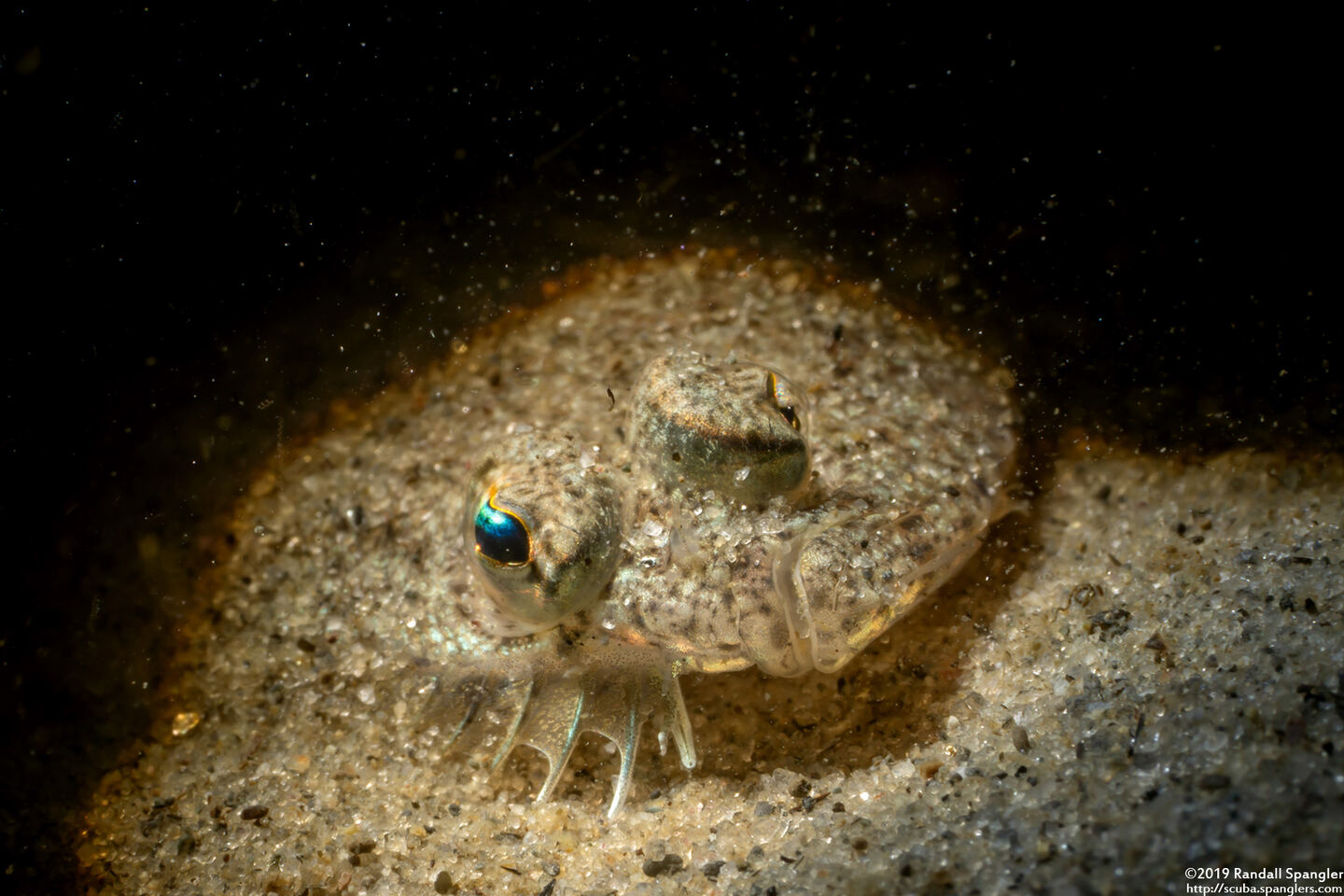 Citharichthys stigmaeus (Speckled Sanddab)