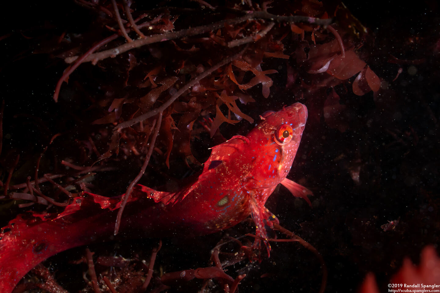Gibbonsia montereyensis (Crevice Kelpfish)