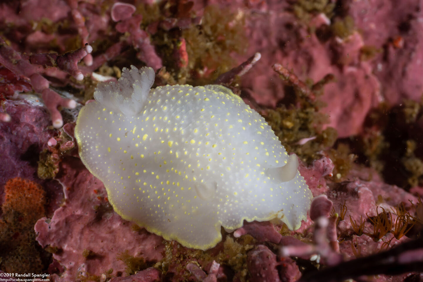 Cadlina luteomarginata (Yellow Margin Cadlina)