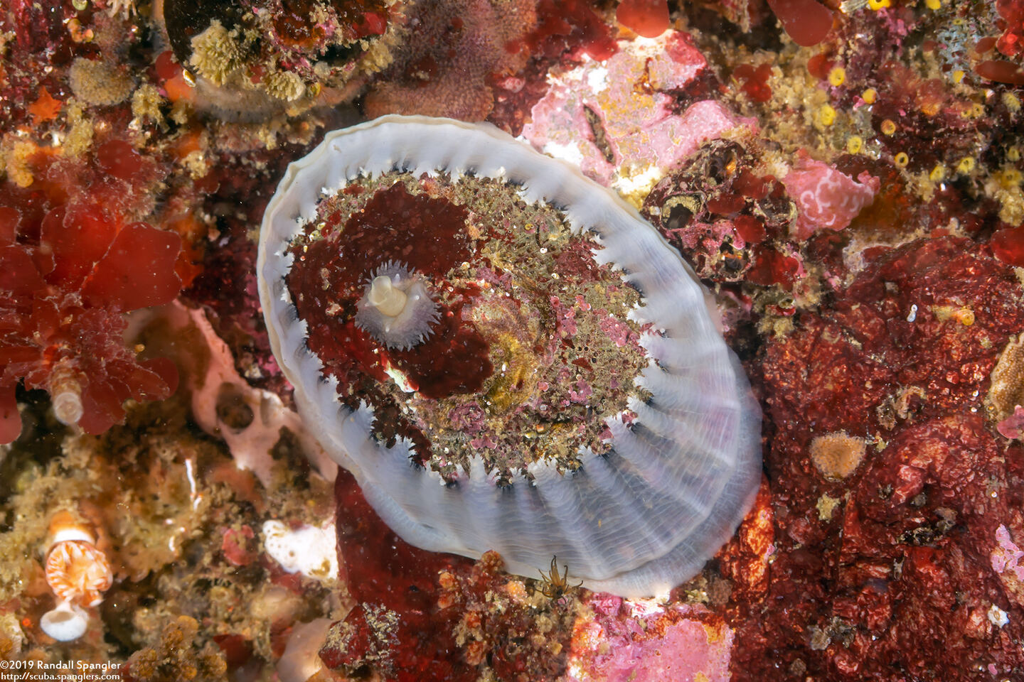Diodora aspera (Keyhole Limpet)