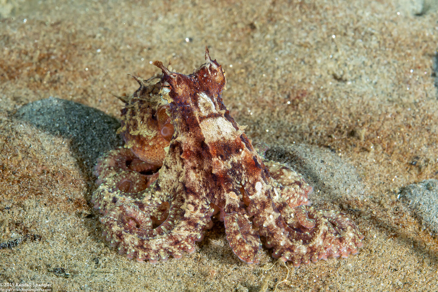 Octopus rubescens (Red Octopus)