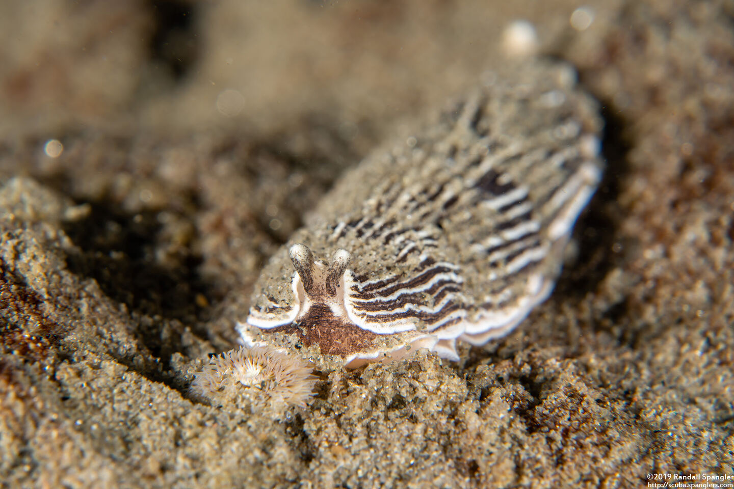 Armina californica (California Armina)