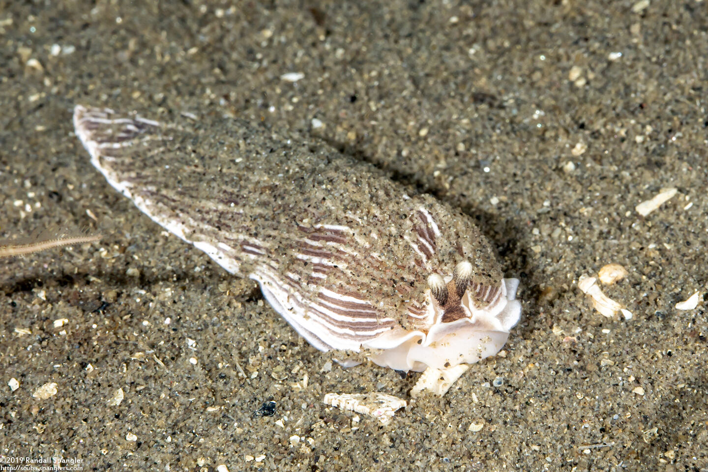 Armina californica (California Armina)