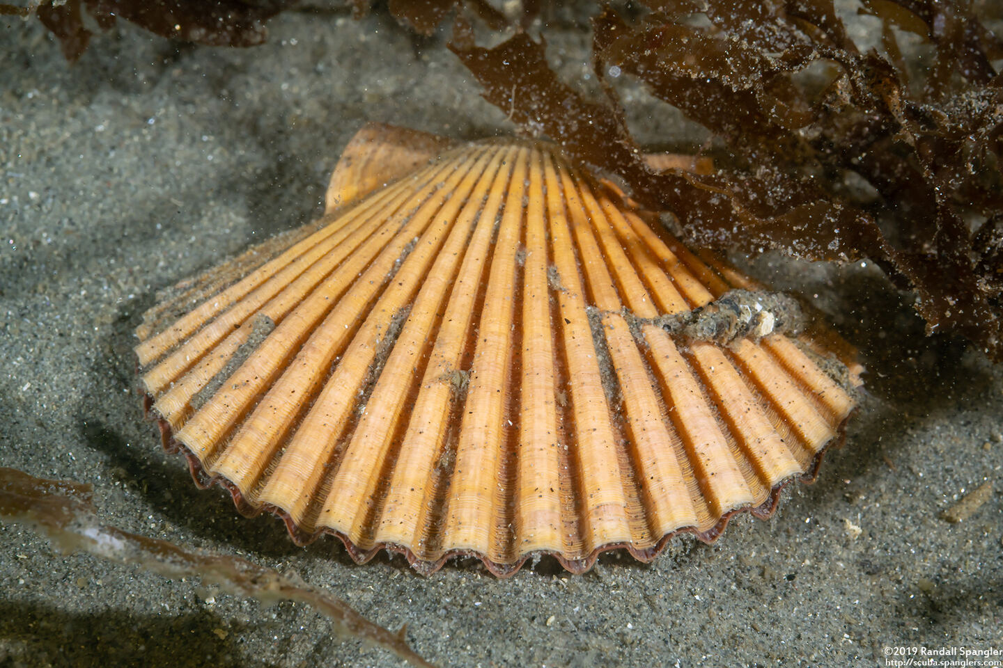 Patinopecten caurinus (Giant Pacific Scallop)