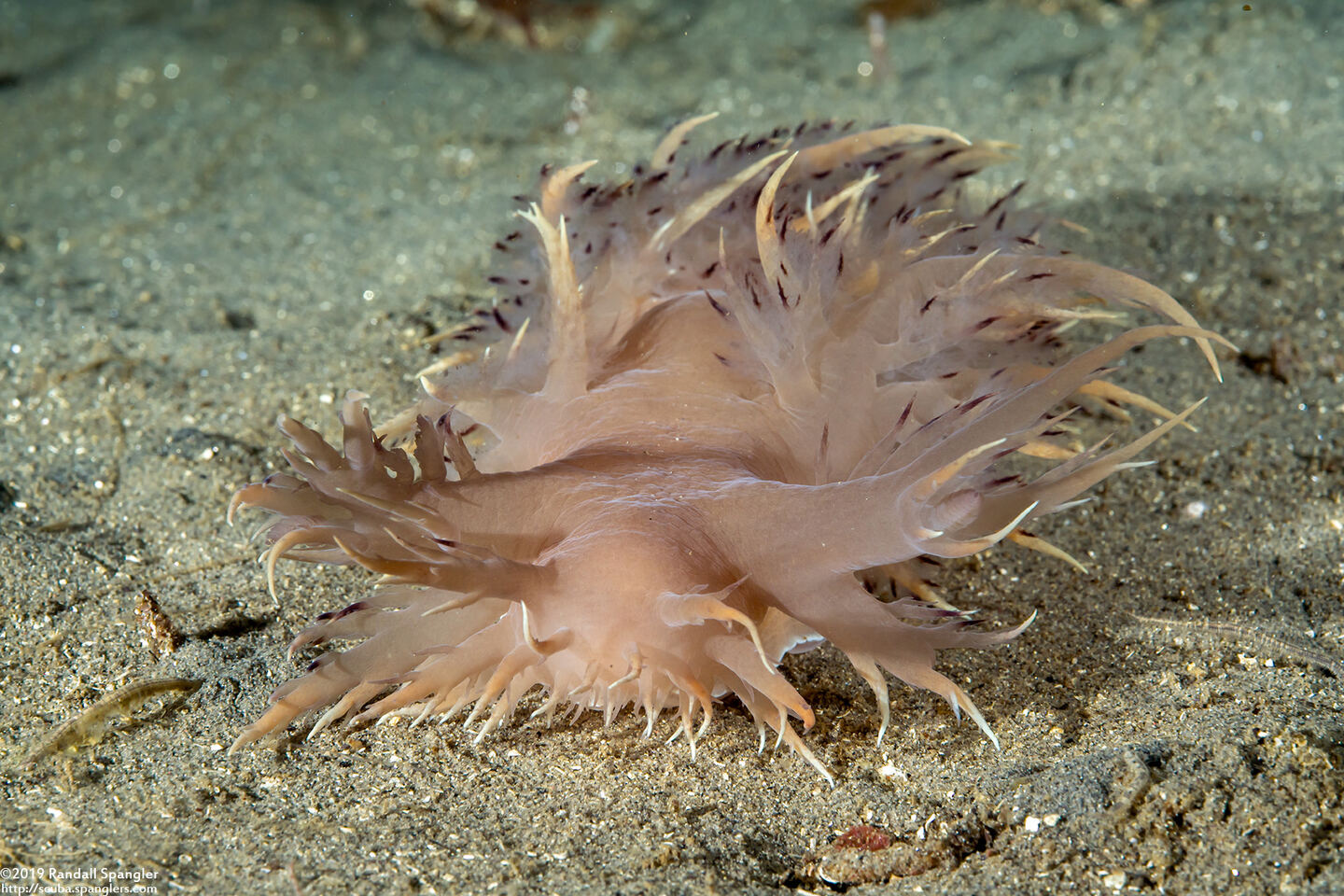 Dendronotus iris (Rainbow Dendronotus)