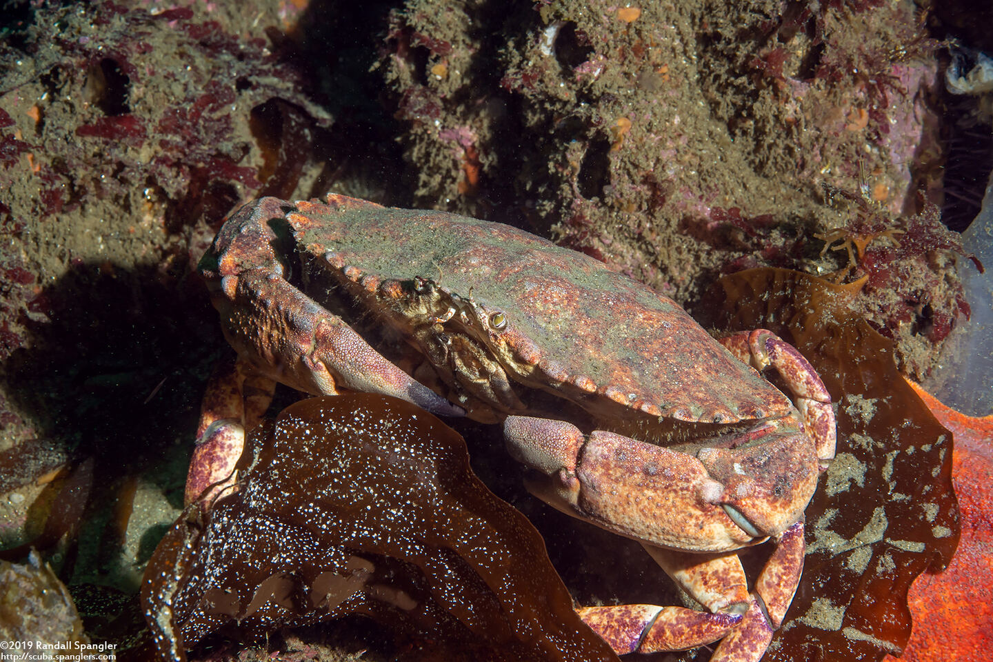 Cancer productus (Red Rock Crab)
