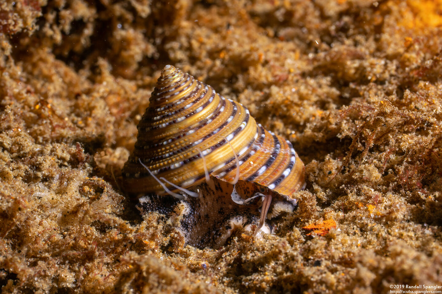 Calliostoma tricolor (Three-Colored Top Shell)
