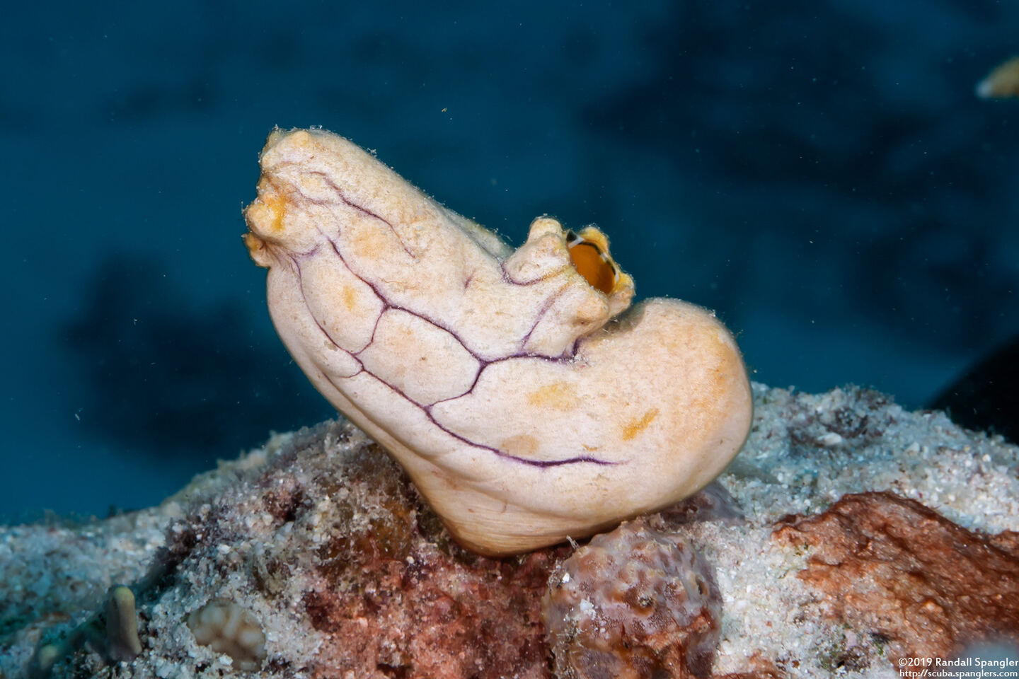 Polycarpa aurata (Ink-Spot Sea Squirt)