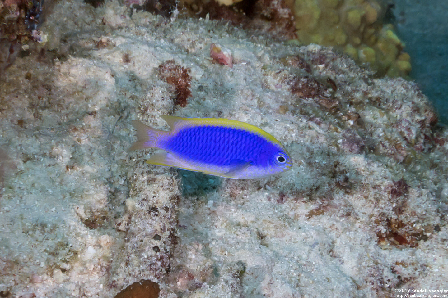 Chrysiptera flavipinnis (Yellowfin Damsel)