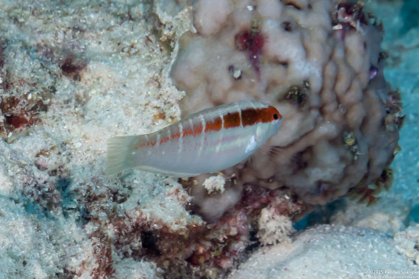 Coris dorsomacula (Pale-Barred Coris)