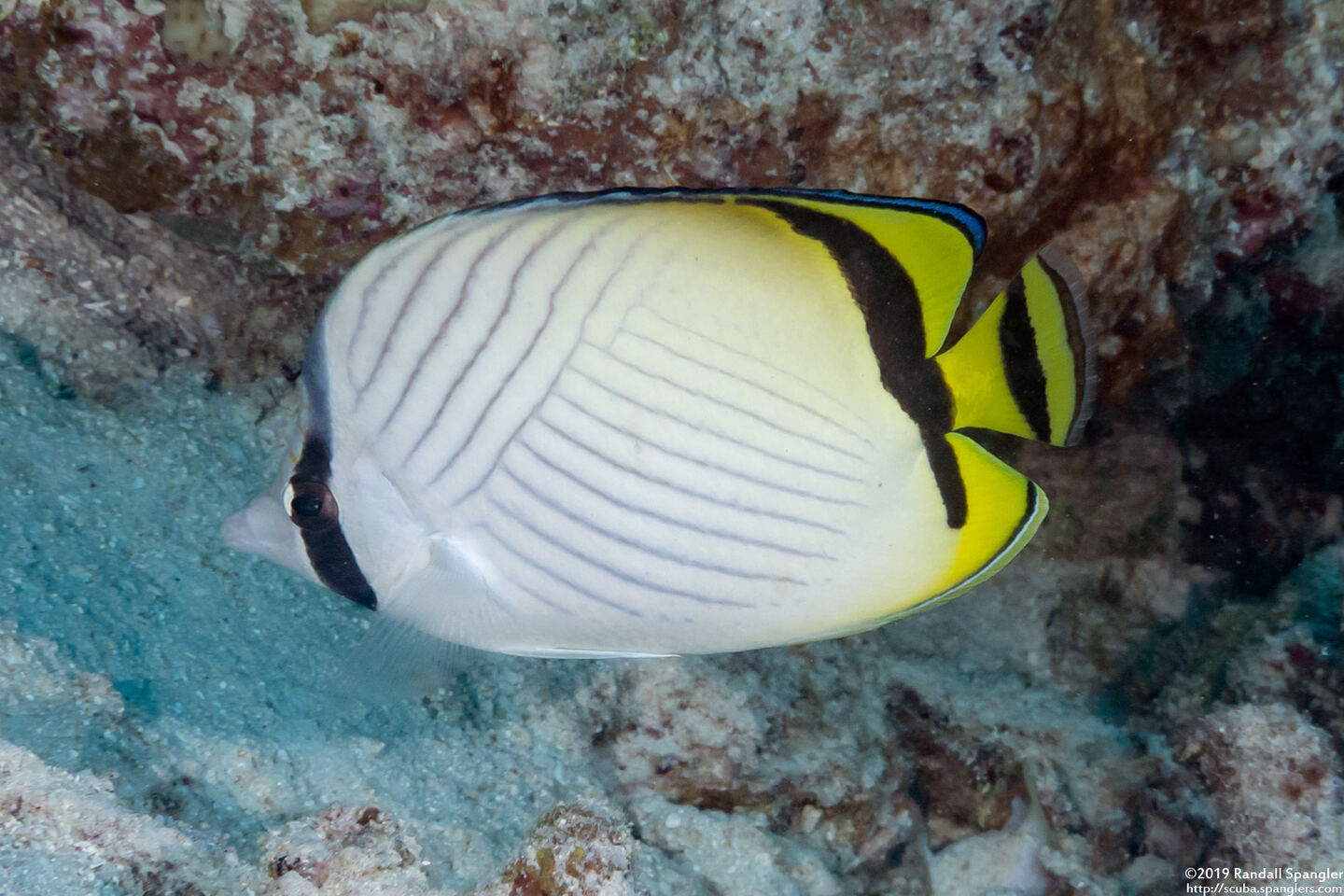 Chaetodon vagabundus (Vagabond Butterflyfish)
