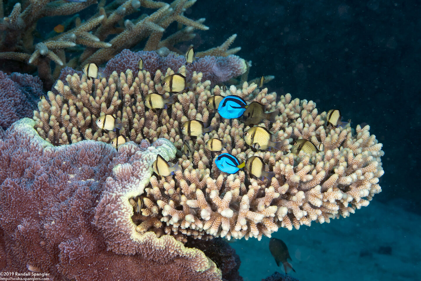 Dascyllus reticulatus (Reticulated Dascyllus)