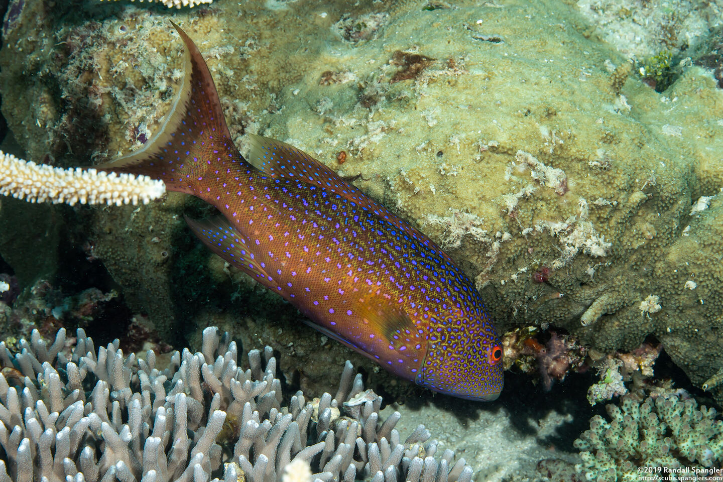 Variola louti (Yellow-Edged Lyretail)