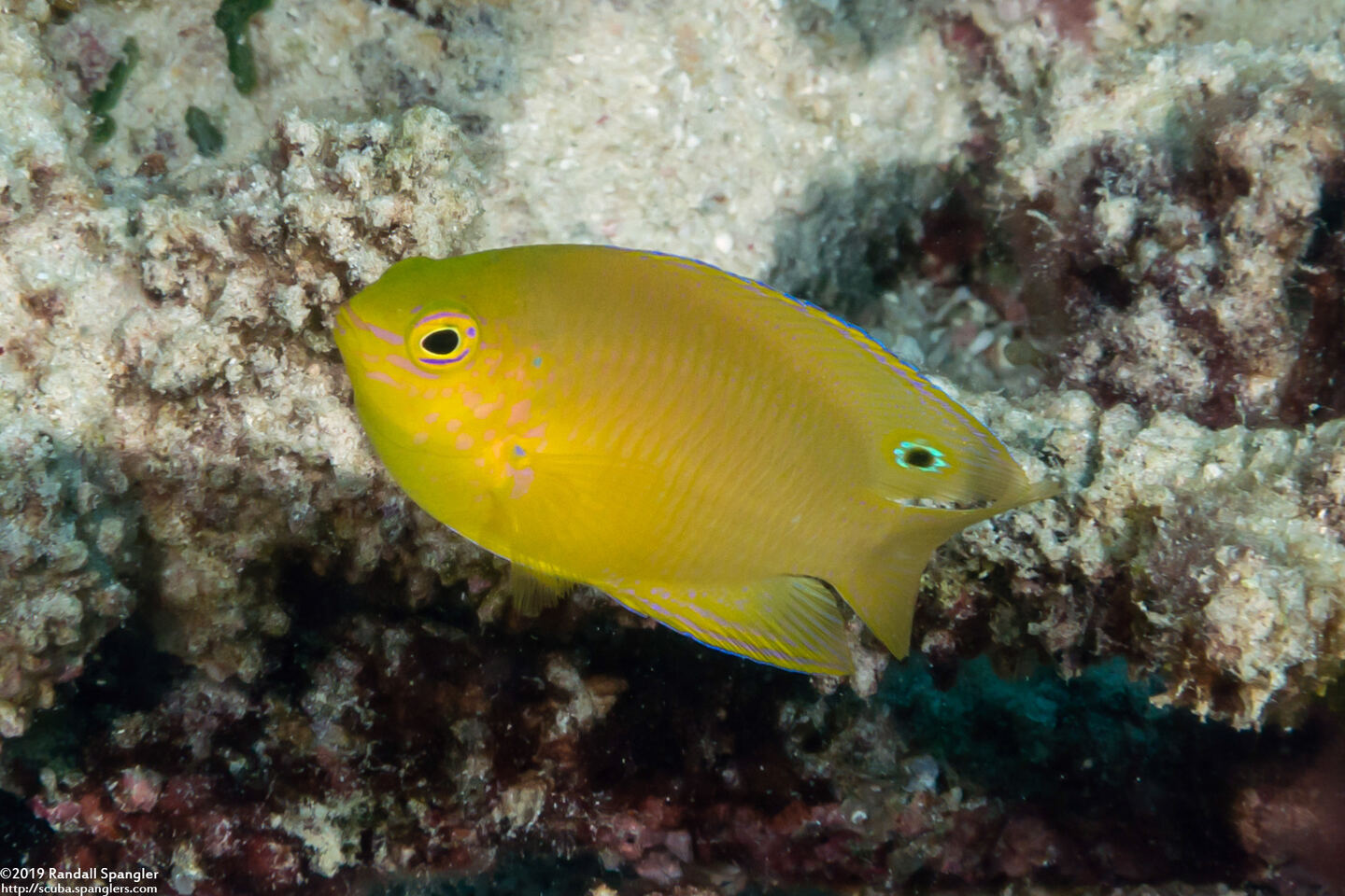 Pomacentrus moluccensis (Lemon Damsel)