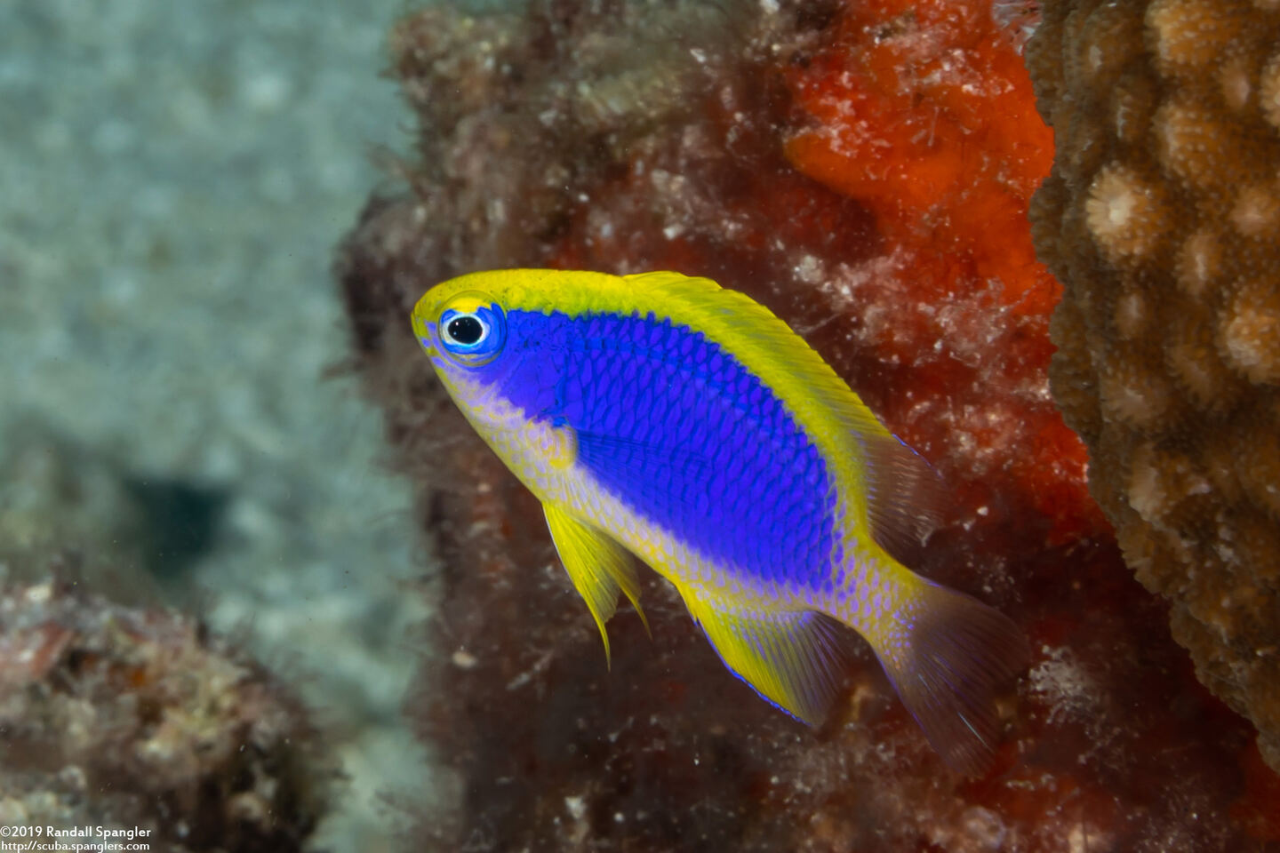 Chrysiptera flavipinnis (Yellowfin Damsel)