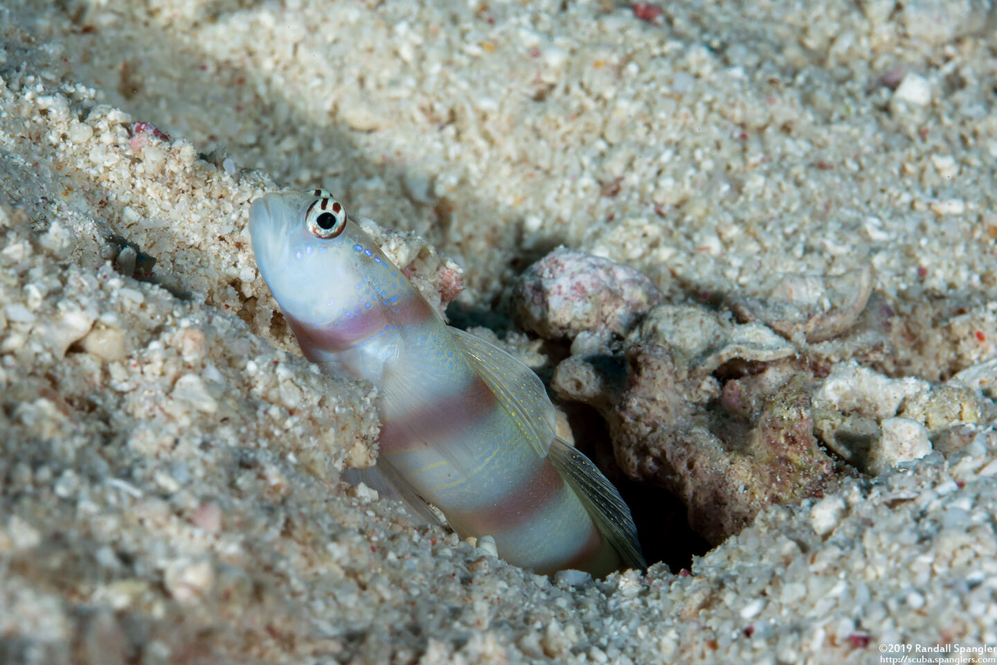 Amblyeleotris steinitzi (Steinitz' Shrimpgoby)