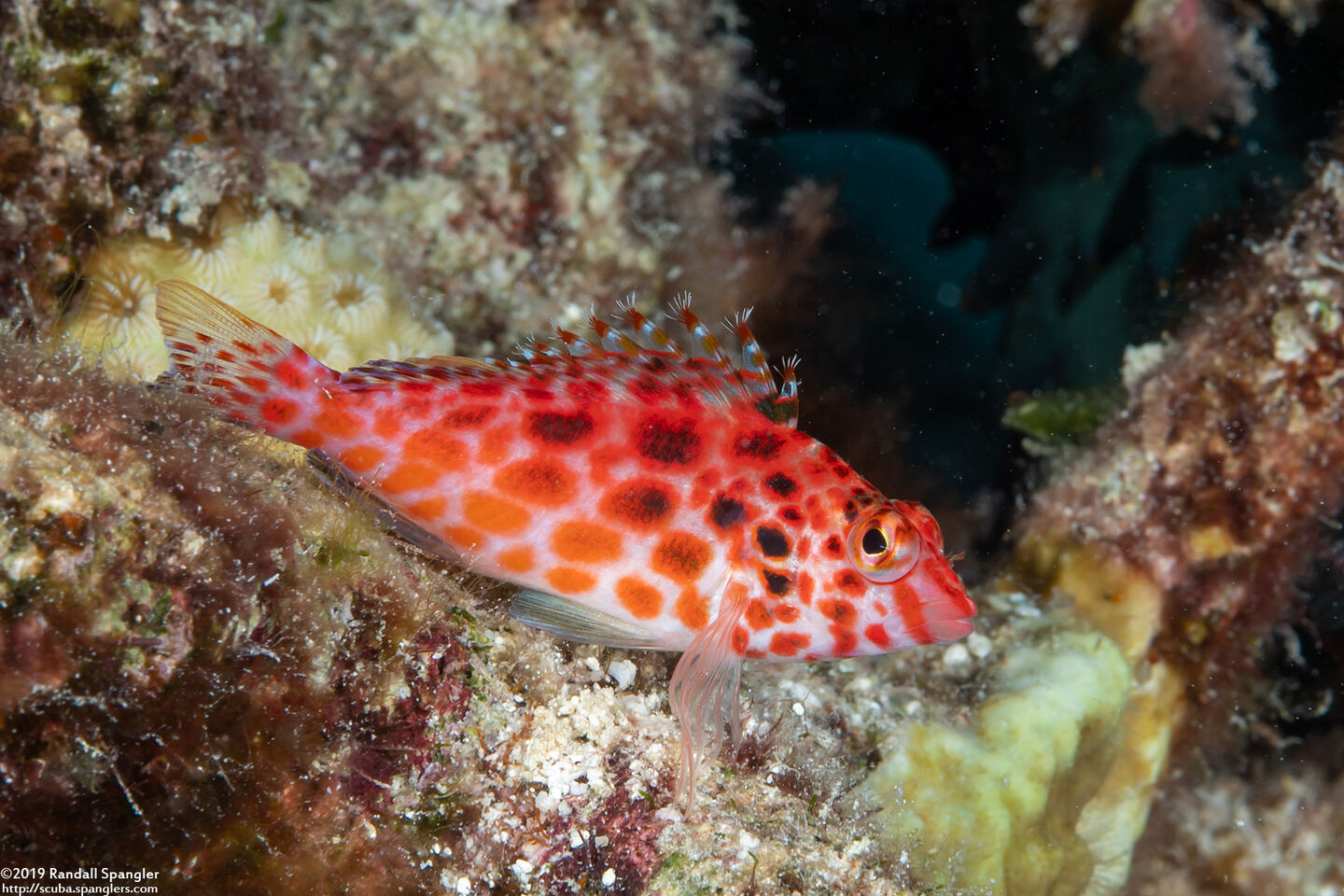 Cirrhitichthys oxycephalus (Pixy Hawkfish)