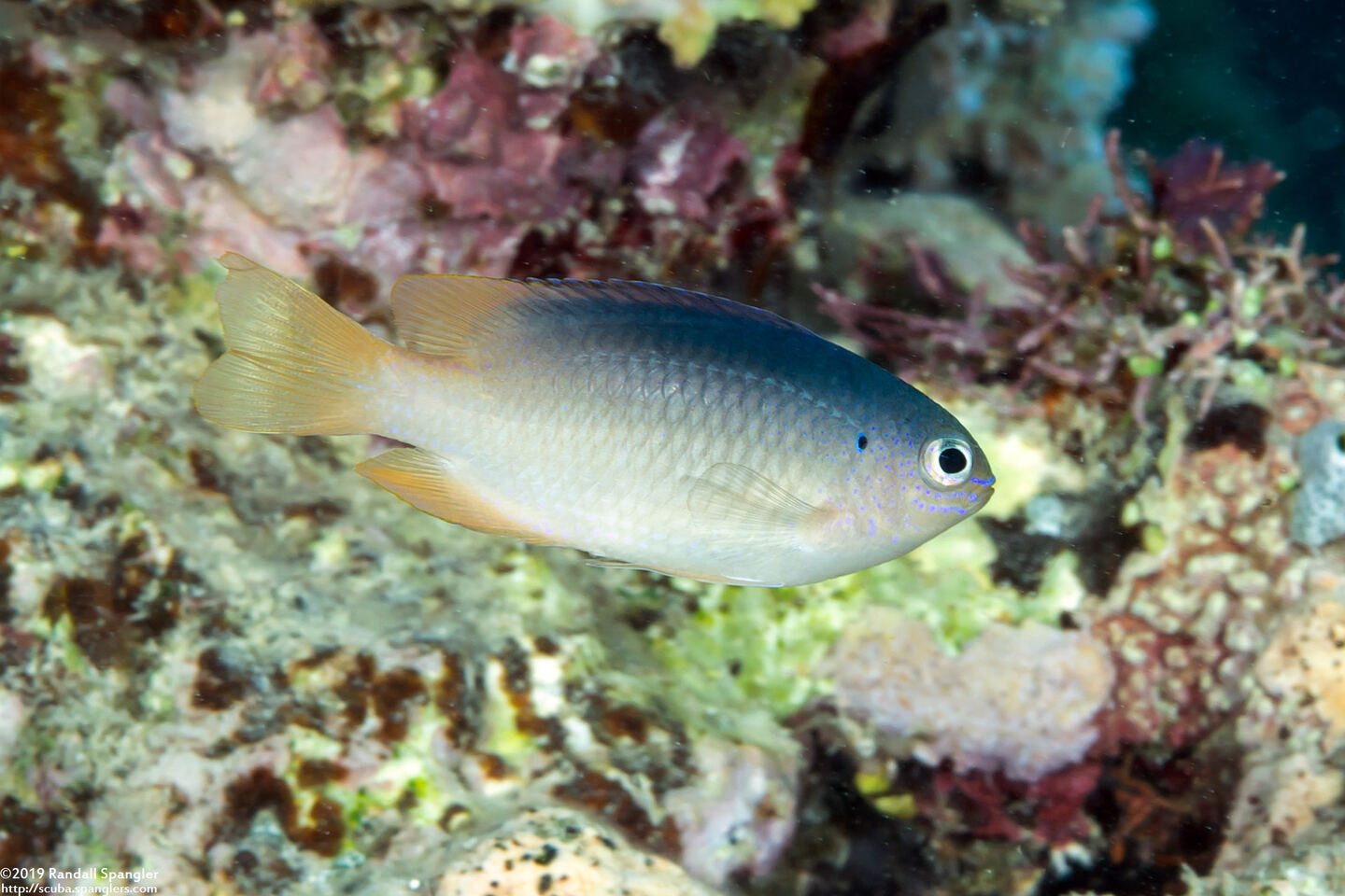 Chrysiptera caesifrons (Duskyback Damsel)