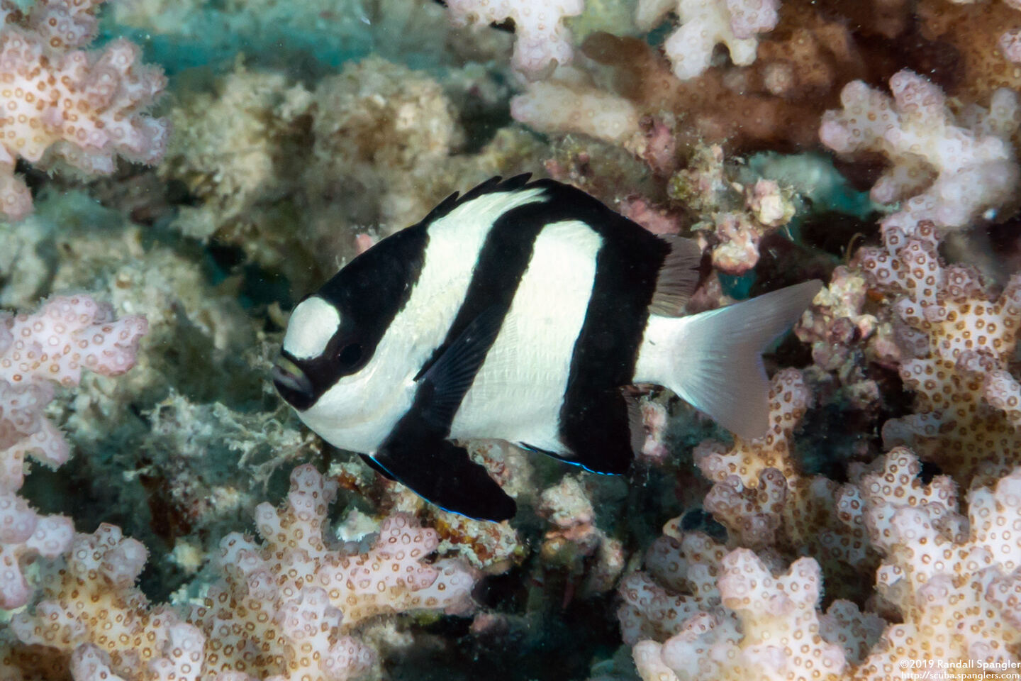 Dascyllus aruanus (Humbug Dascyllus)