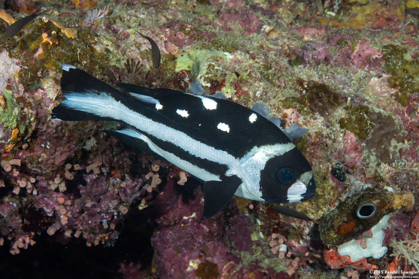 Macolor niger (Black Snapper)