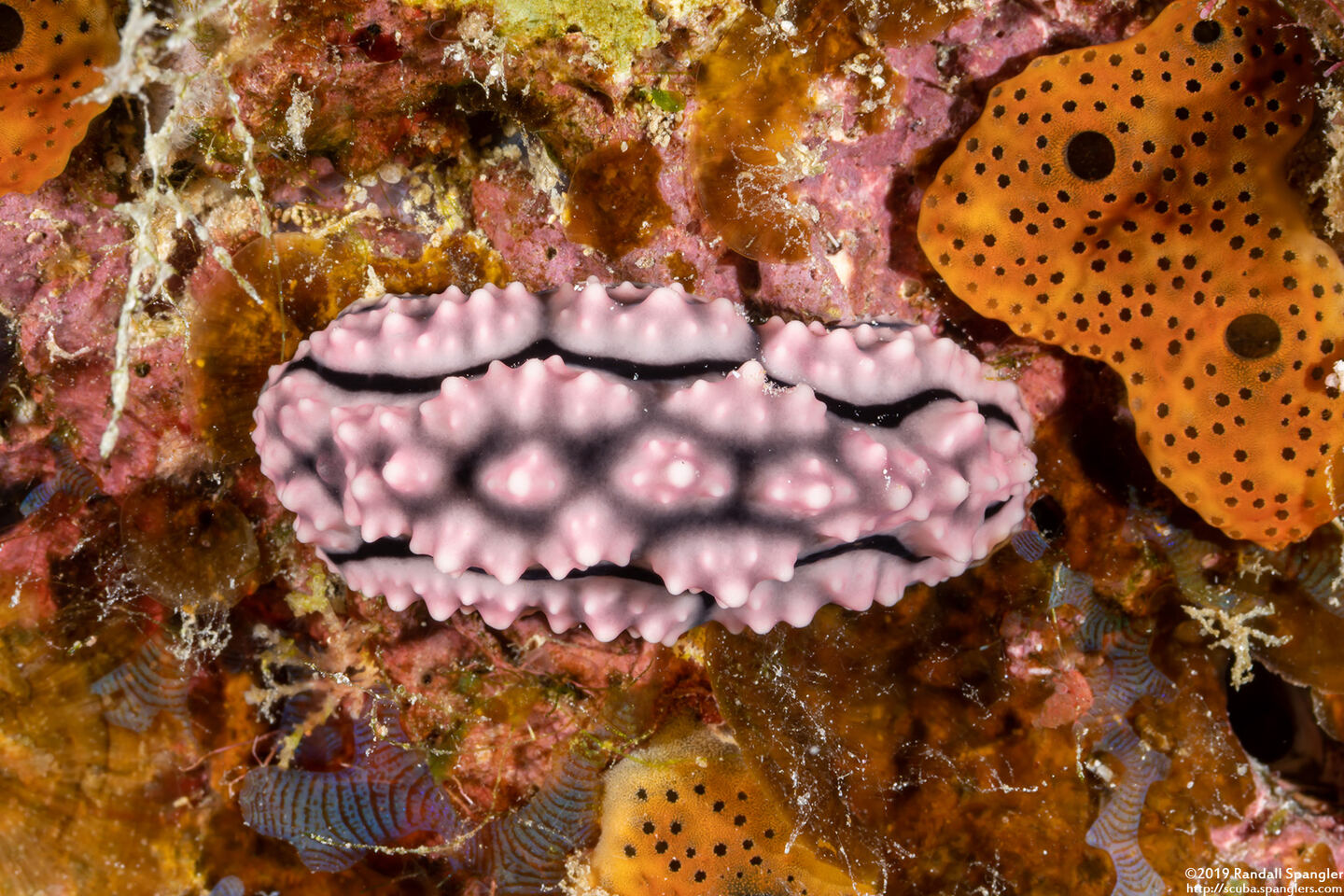 Phyllidiopsis fissurata (Phyllidiopsis Fissurata)