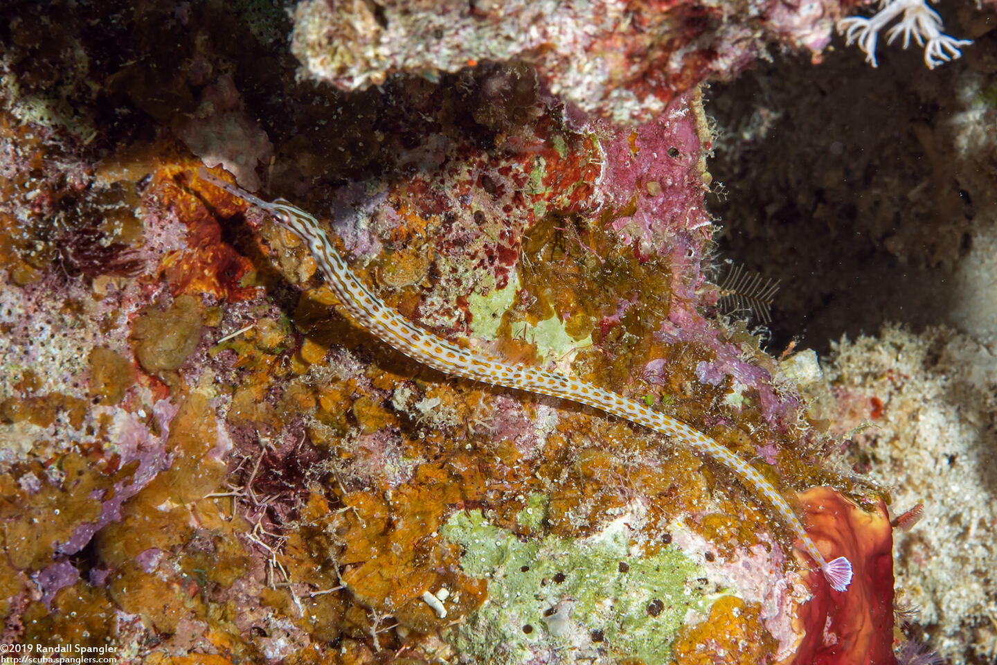 Corythoichthys schultzi (Schultz's Pipefish)