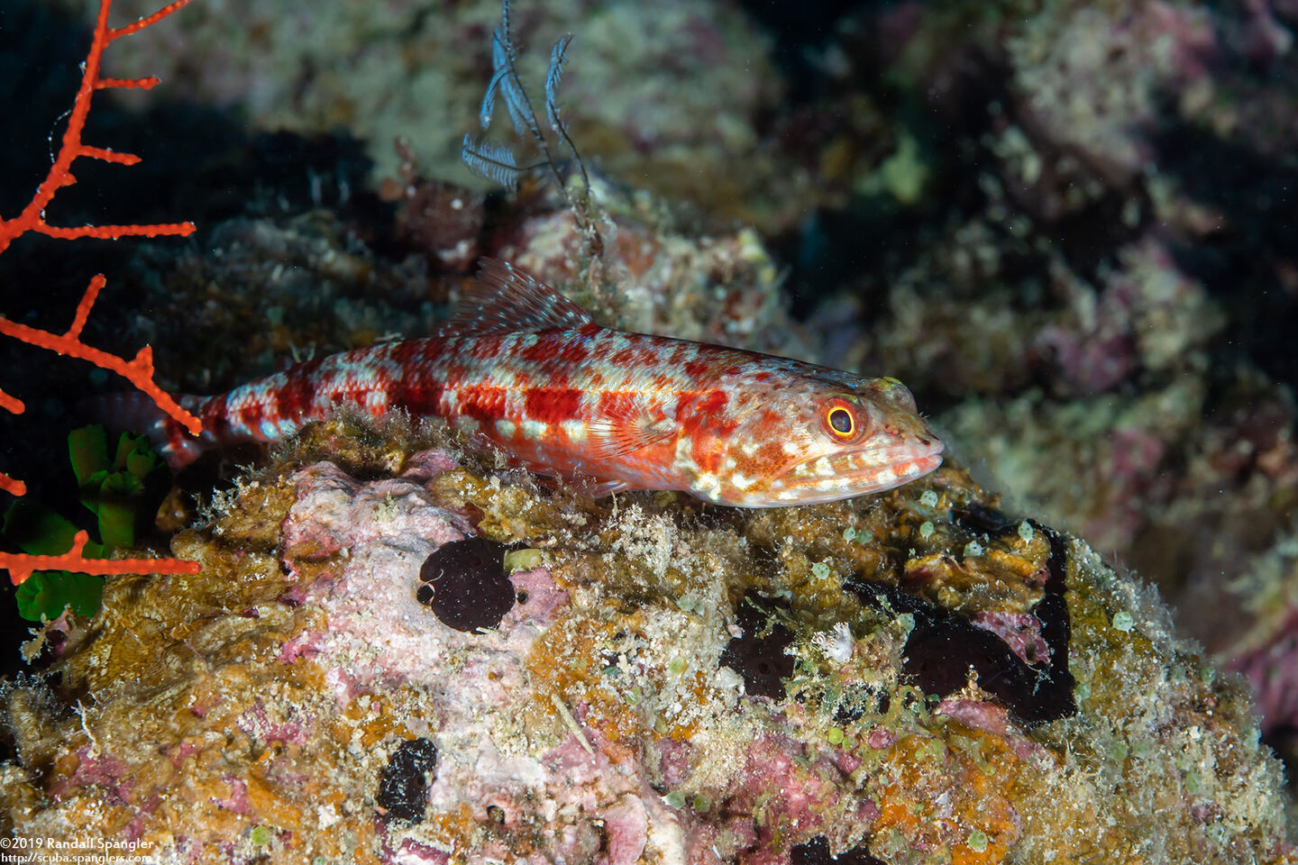 Synodus variegatus (Reef Lizardfish)