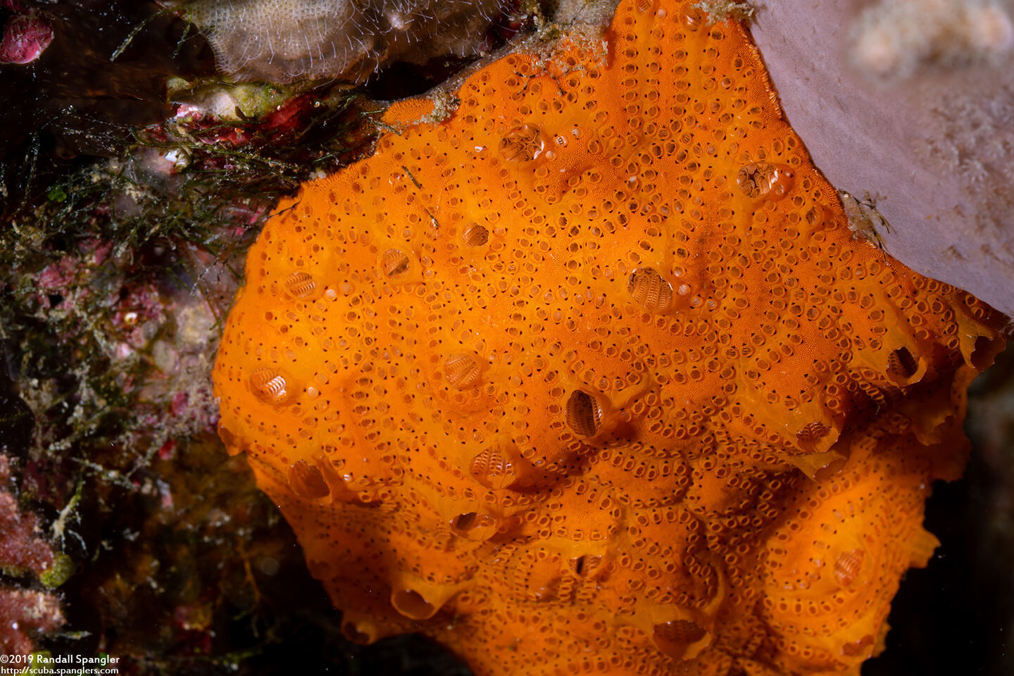 Botryllus sp.2 (Botryllus sp.2)