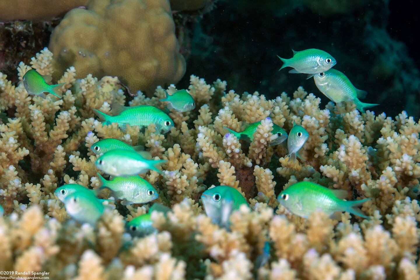 Chromis viridis (Blue-Green Chromis)