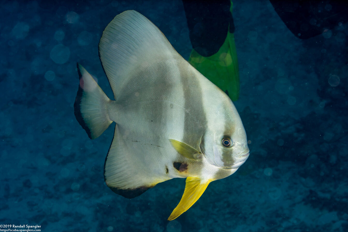 Platax teira (Longfin Spadefish)