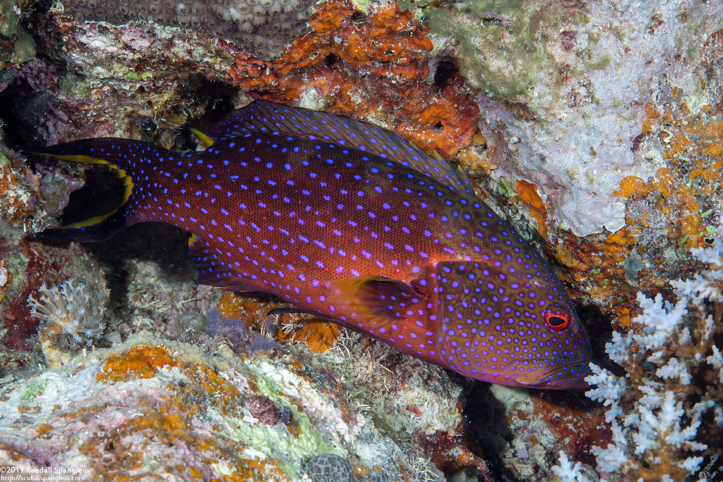 Variola louti (Yellow-Edged Lyretail)