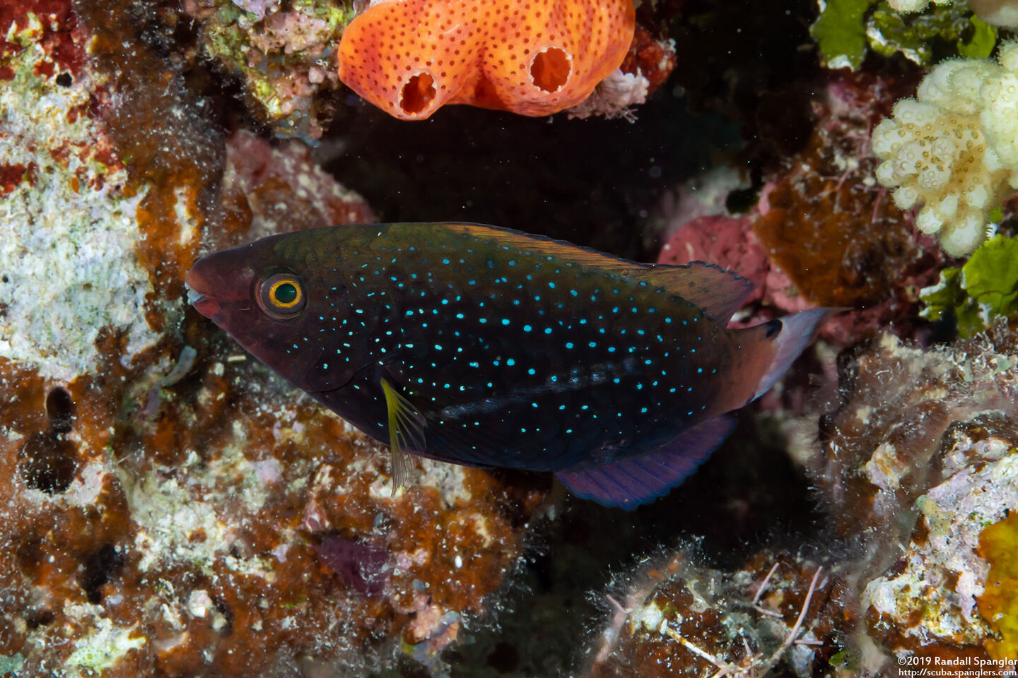 Scarus niger (Dusky Parrotfish)