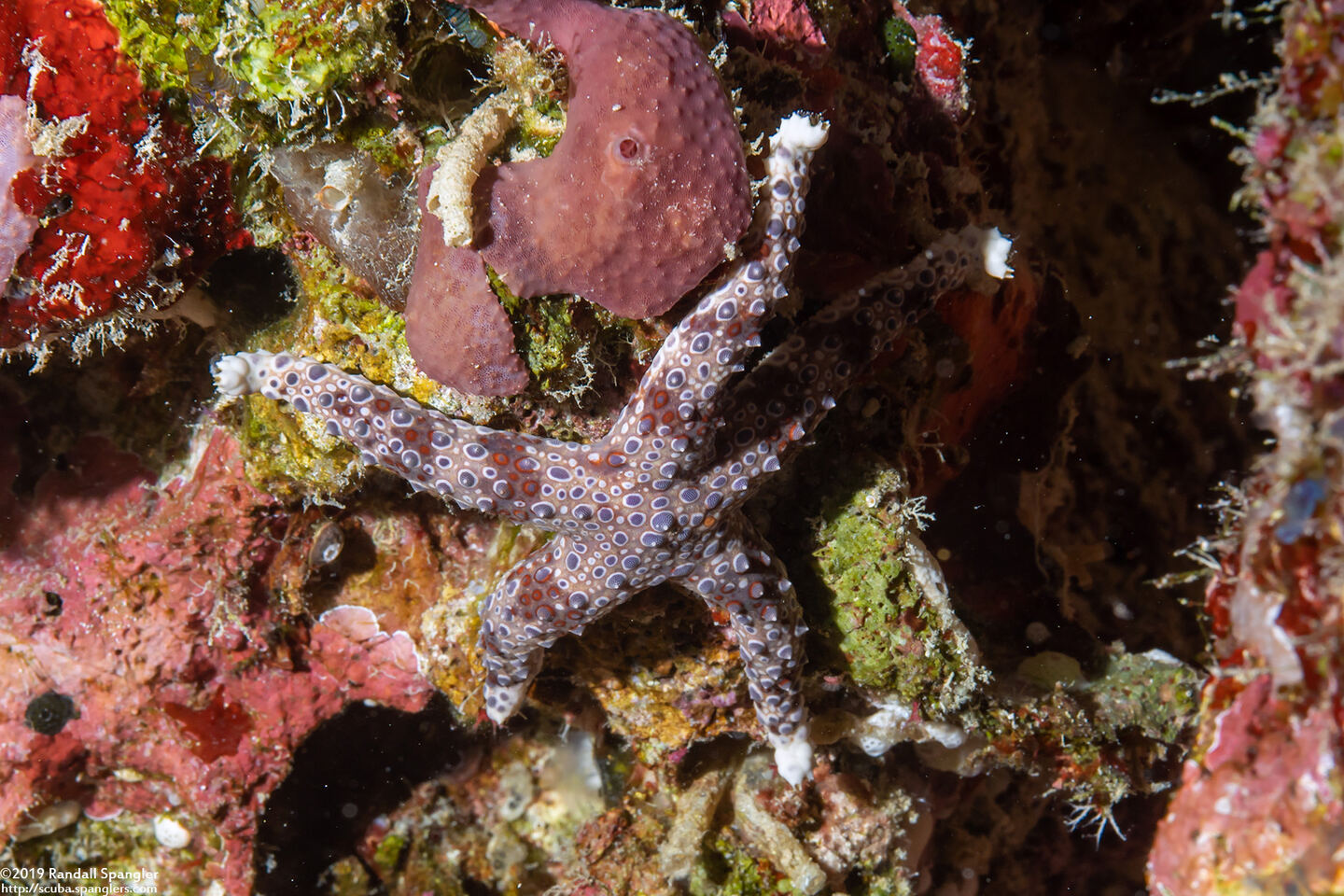 Gomophia watsoni (Watson's Sea Star)