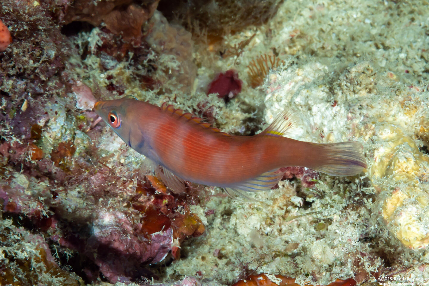 Pseudocheilinus evanidus (Disappearing Wrasse)
