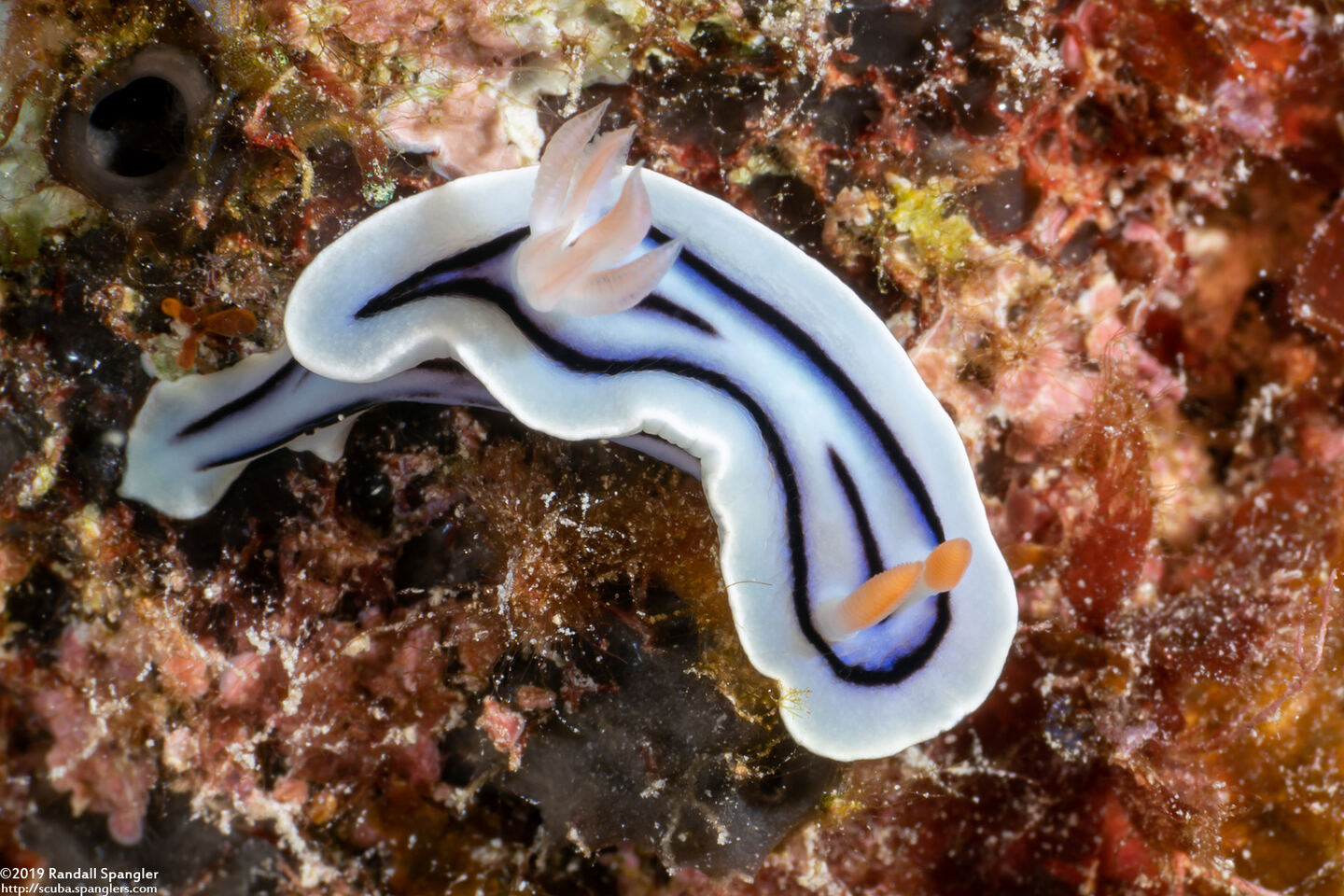Chromodoris lochi (Loch's Chromodoris)
