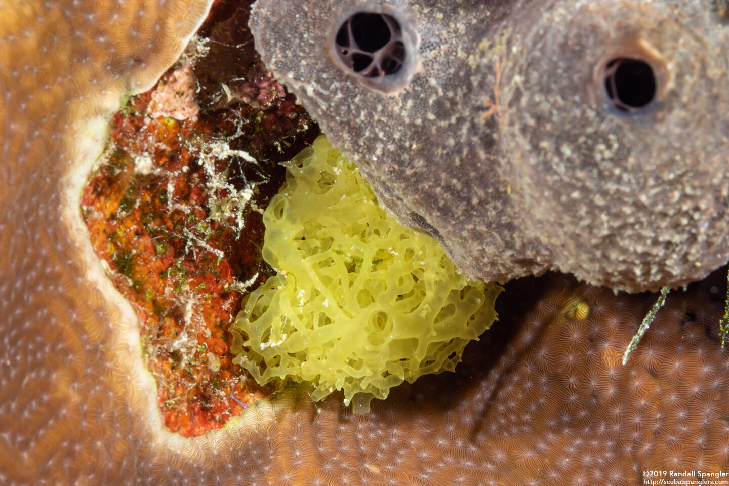 Halichondria sp.1 (Halichondria sp.1)