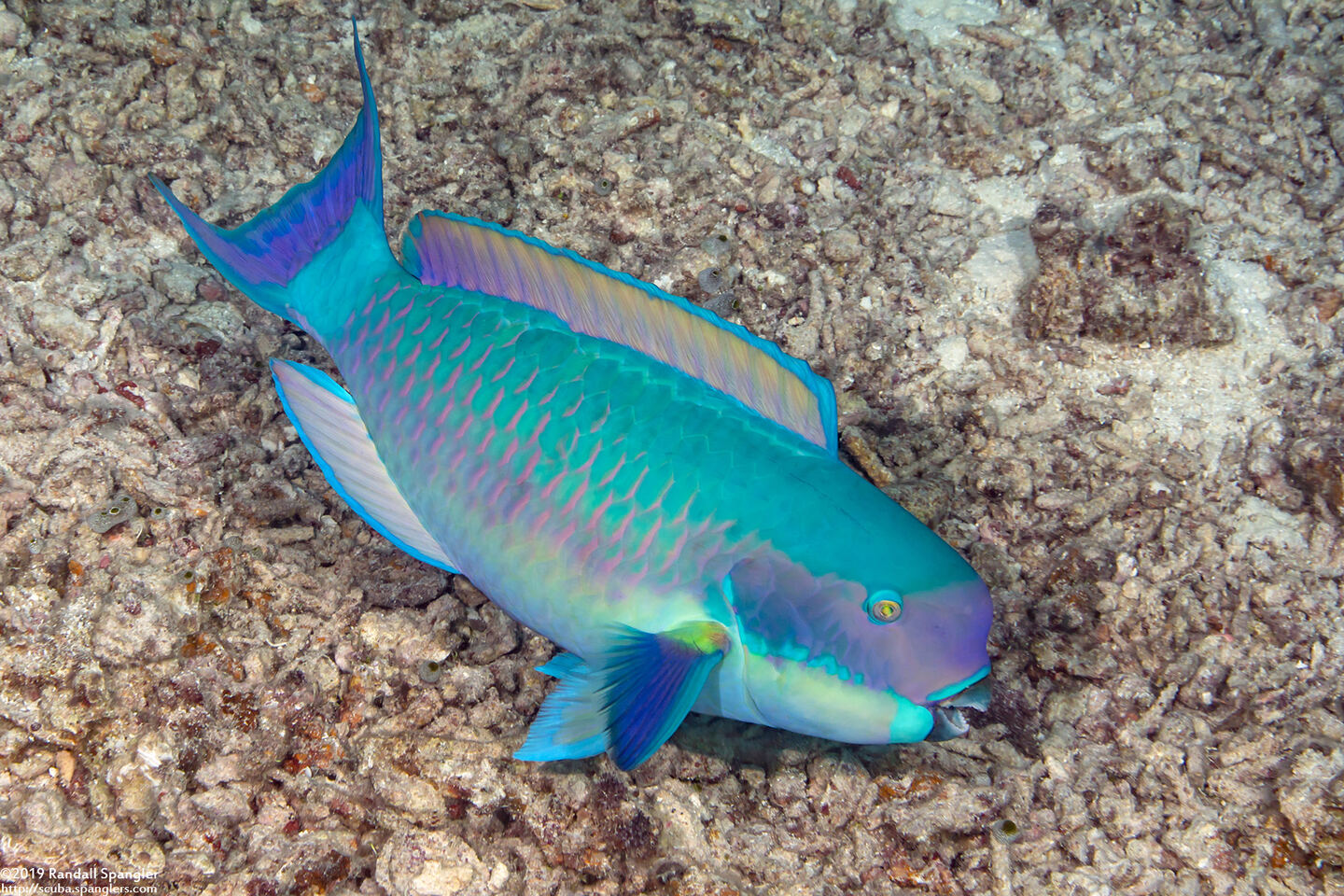 Chlorurus microrhinos (Steephead Parrotfish)