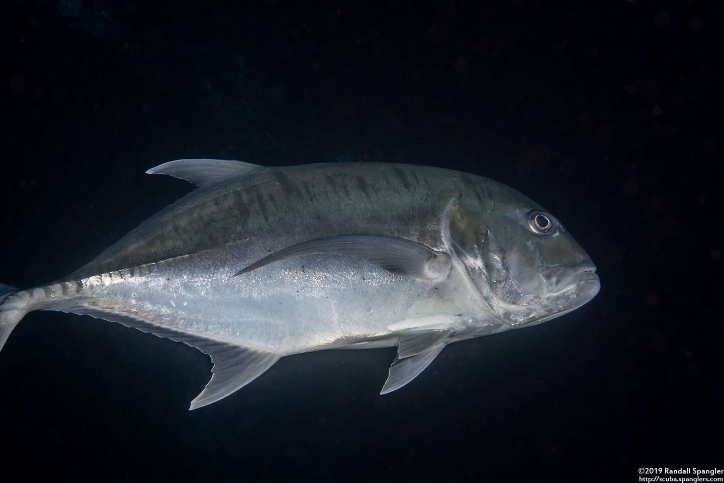 Caranx ignobilis (Giant Trevally)