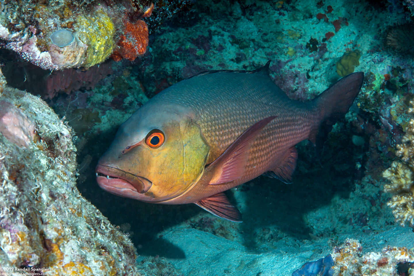 Lutjanus bohar (Red Snapper)
