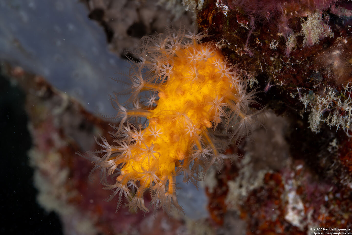 Parasphaerasclera sp.1 (Fuzzy Carrot)