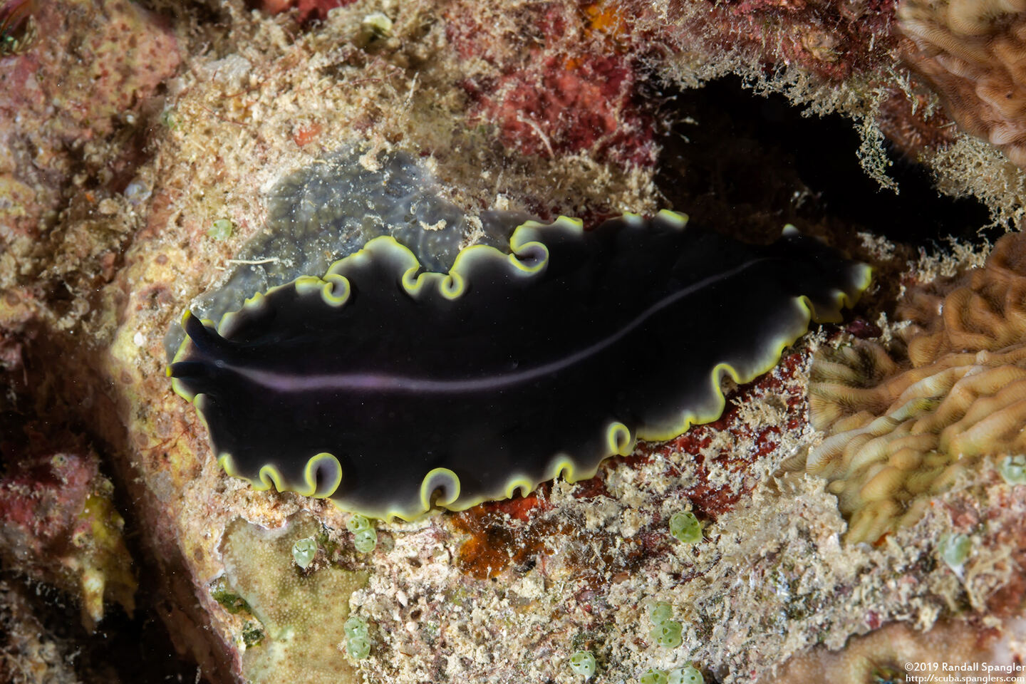 Pseudoceros duplicinctus (Prudhoe's Flatworm)