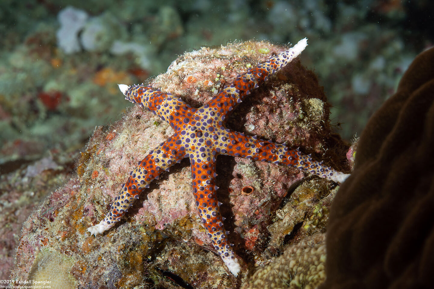 Gomophia watsoni (Watson's Sea Star)