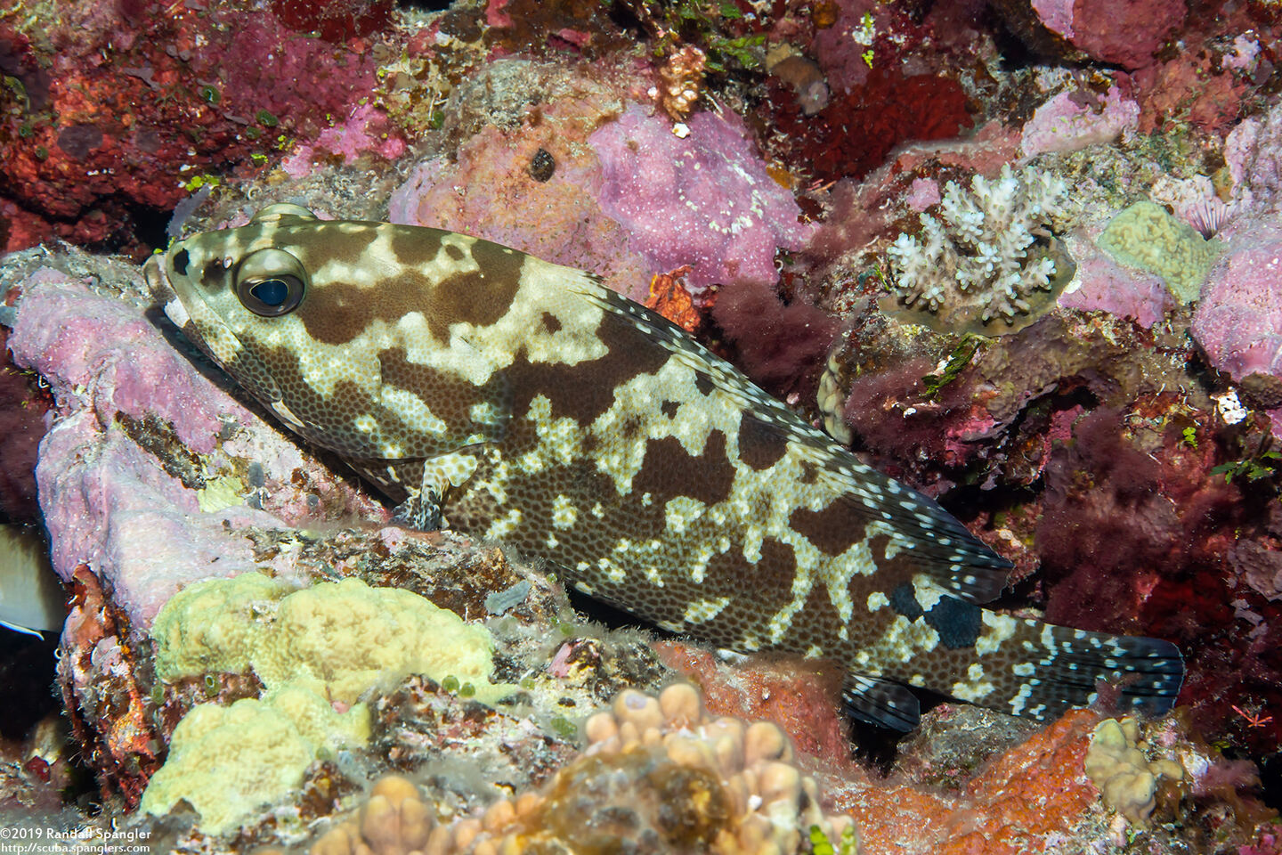 Epinephelus polyphekadion (Camouflage Grouper)