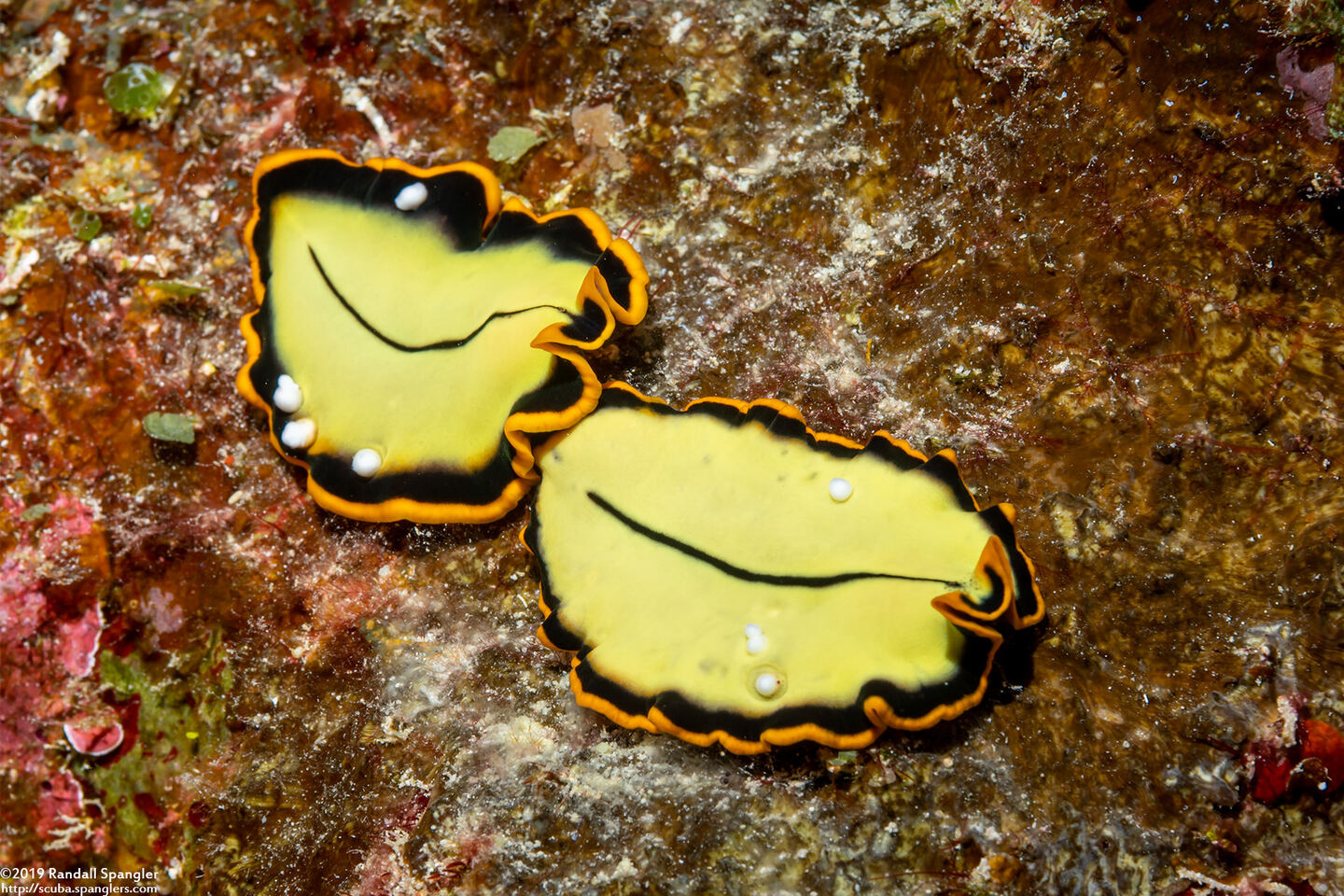 Pseudoceros dimidiatus (Divided Flatworm)