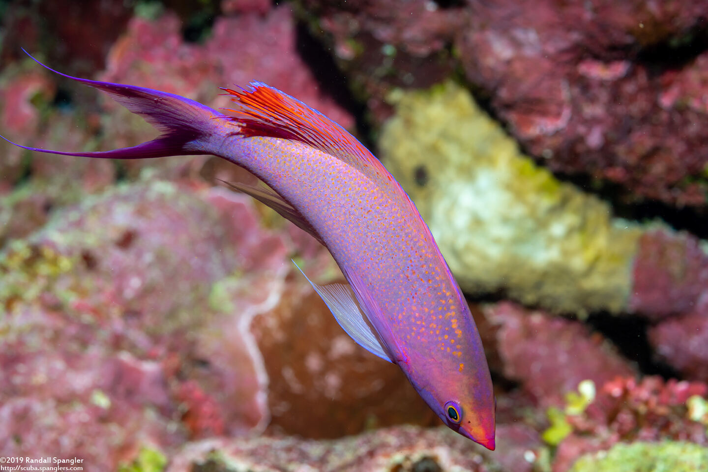 Pseudanthias pascalus (Purple Queen)