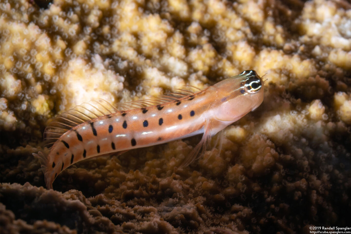 Ecsenius tigris (Tiger Coralblenny)