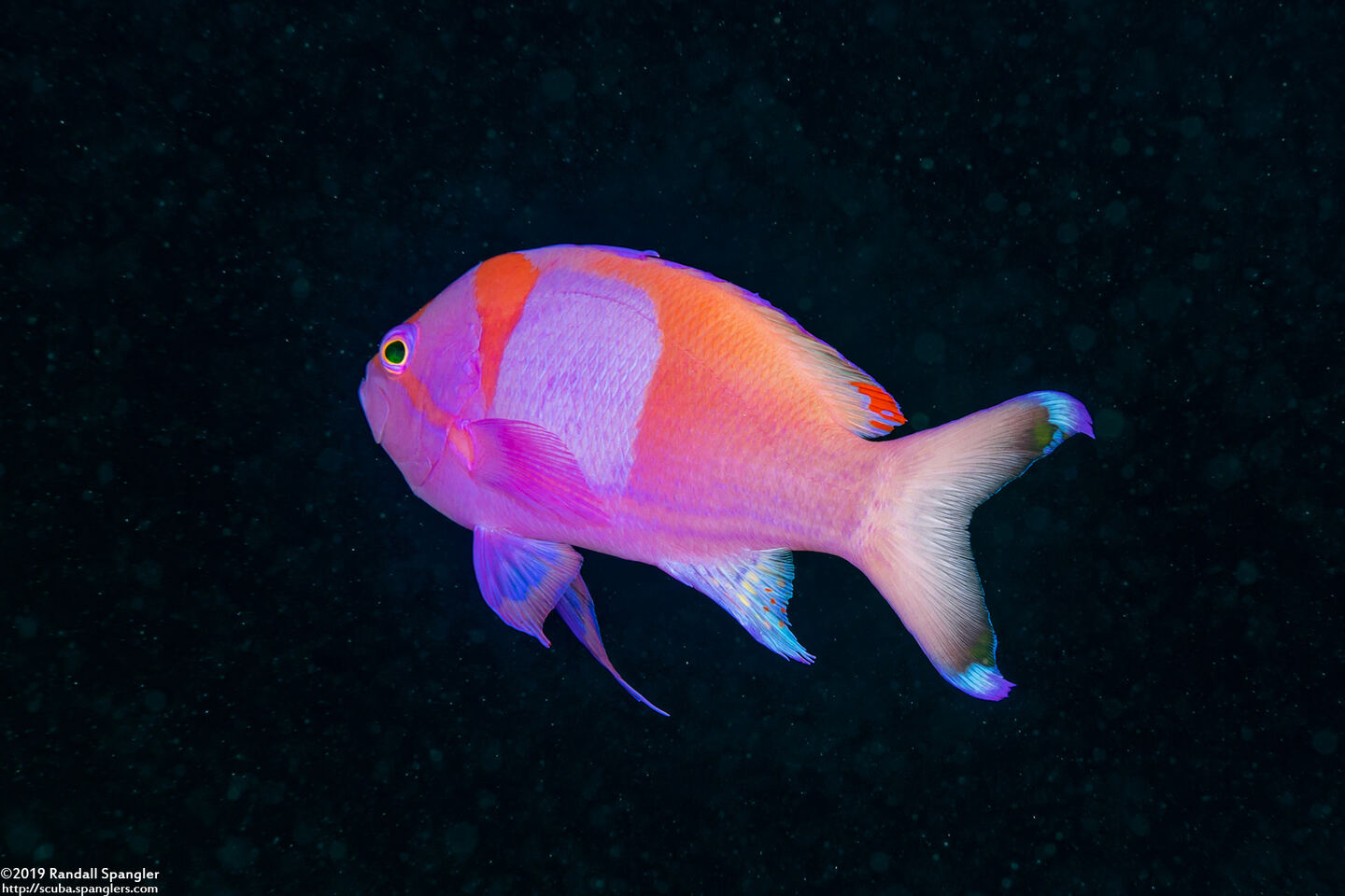 Pseudanthias pleurotaenia (Squarespot Anthias)