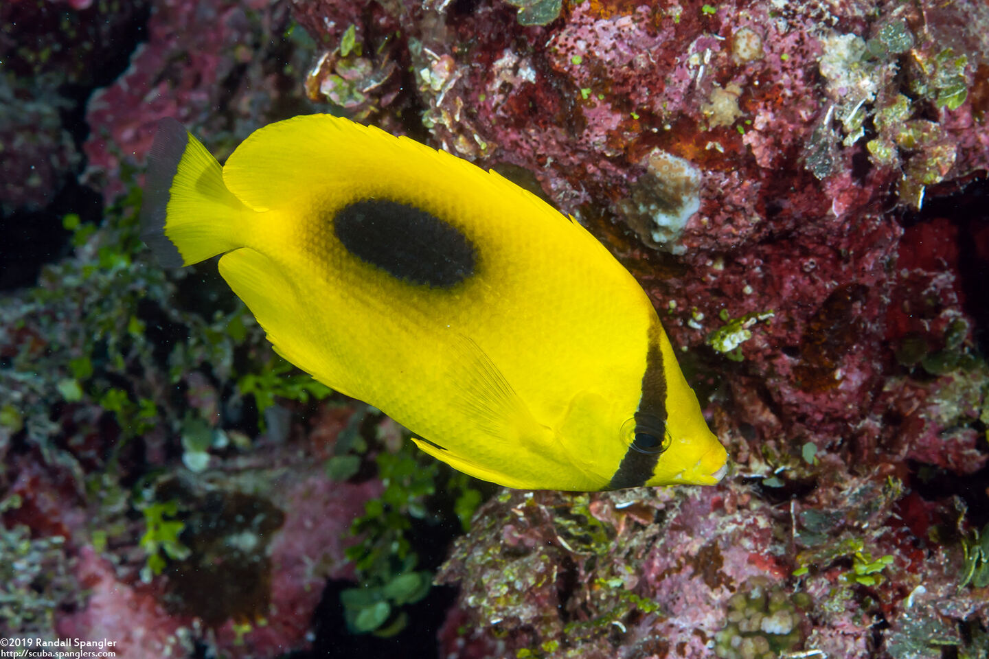 Chaetodon speculum (Oval-Spot Butterflyfish)