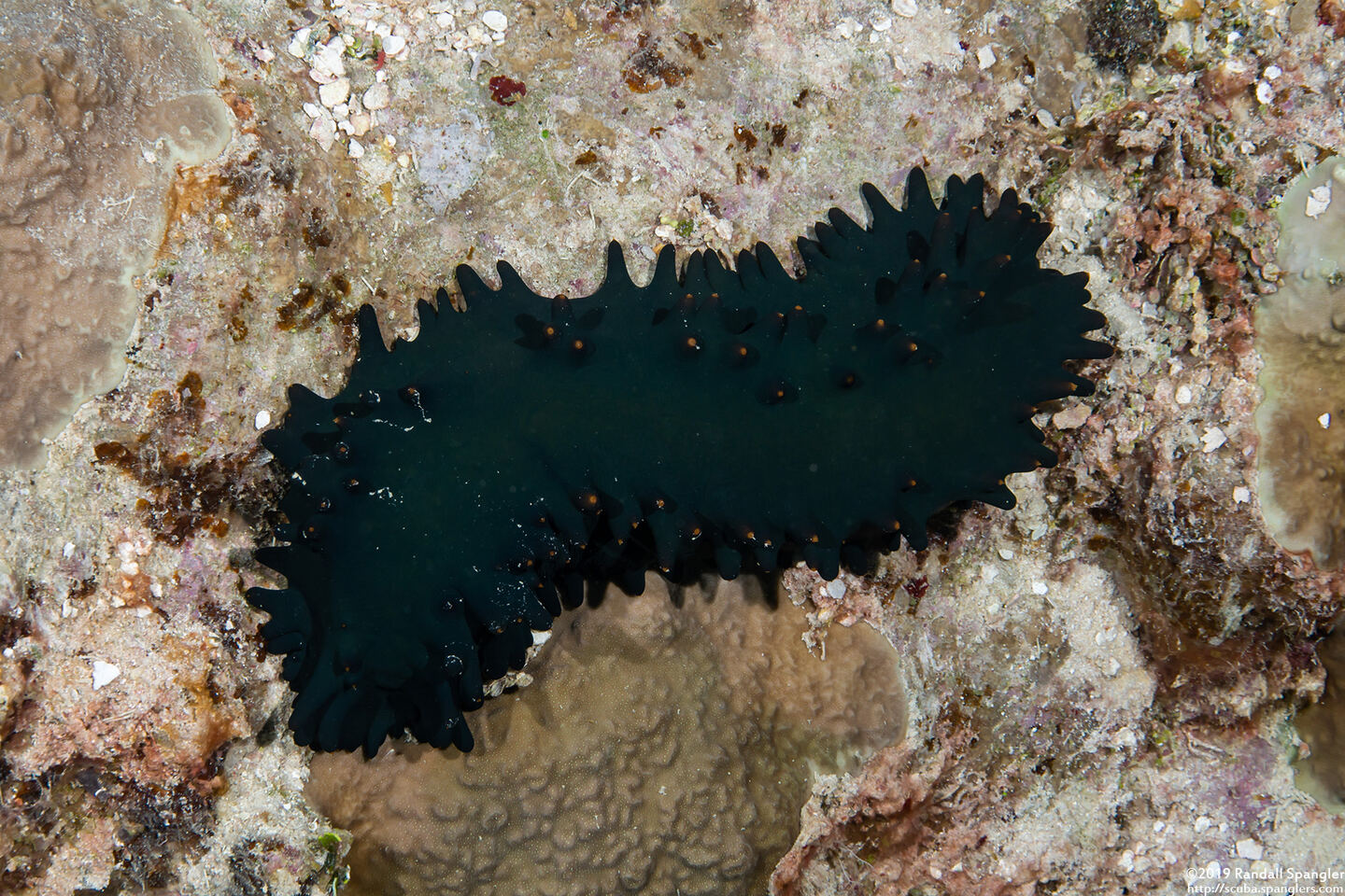 Stichopus chloronotus (Greenfish Sea Cucumber)