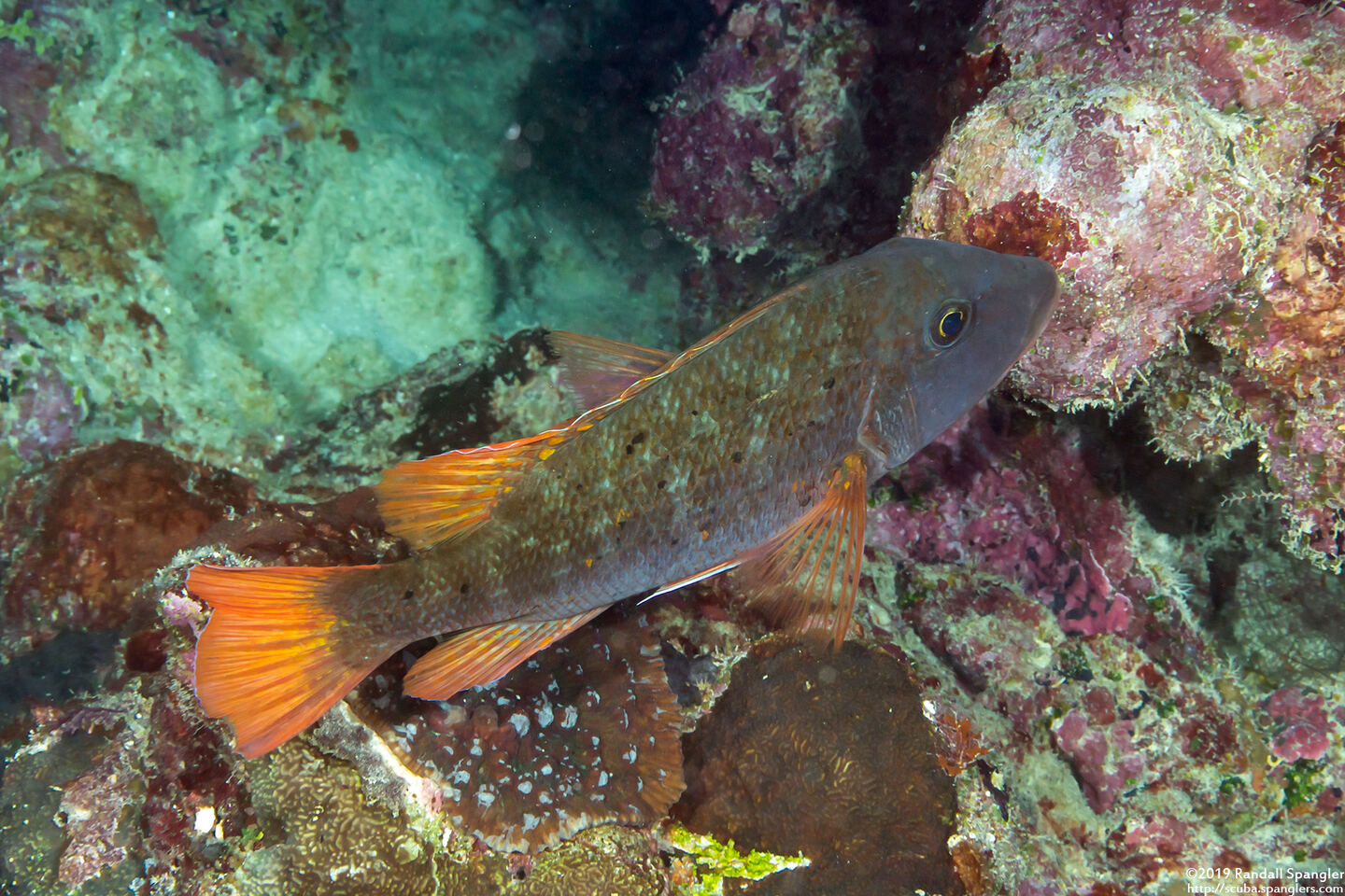 Lethrinus erythracanthus (Yellowfin Emperor)